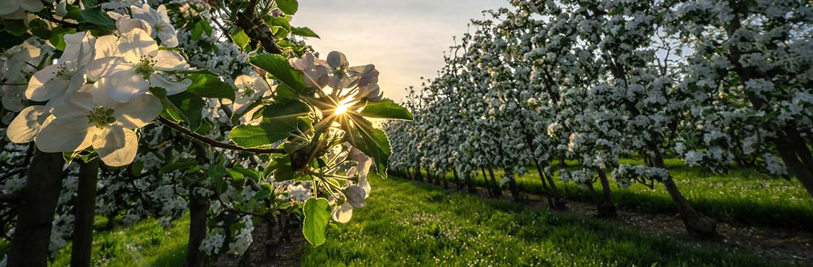 Cherry Trees in Blossom Circuit